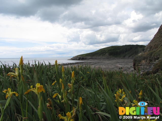 SX06763 Yellow Iris in valley near Slade Castle, Southerndown (Iris pseudacorus)